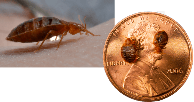 Inspecting for bed bugs | a bed beg feeding | bed bugs on a coin.