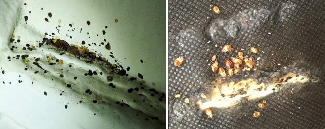 Adult and juvenile bed bugs with eggs and visible fecal spotting. | Bed Bugs hiding on a box spring.