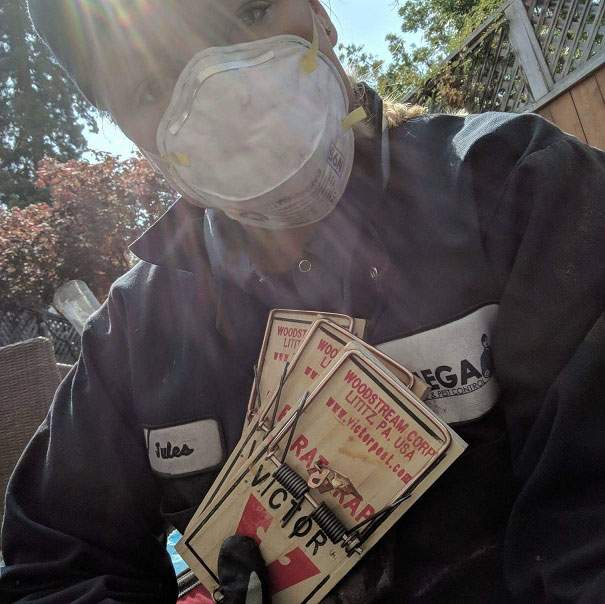 Setting snap traps to catch rats and mice. 