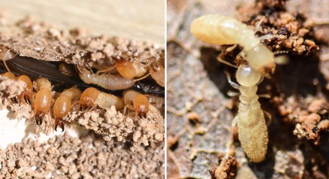 Subterranean termite workers and soldiers. | Subterranean termite workers.