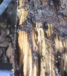 Termite Damage
